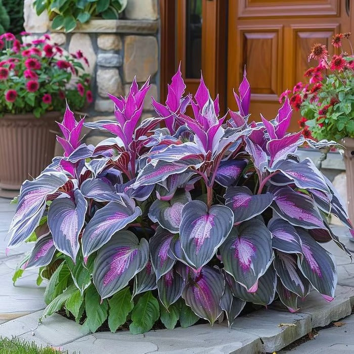 49% de desconto 🍃 Sementes de Hosta Rara 🌿