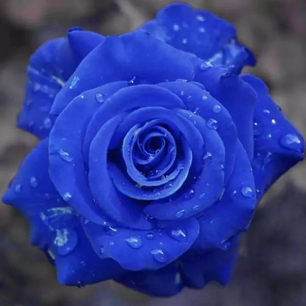 💙Sementes de Rosa Encantadora Azul✨