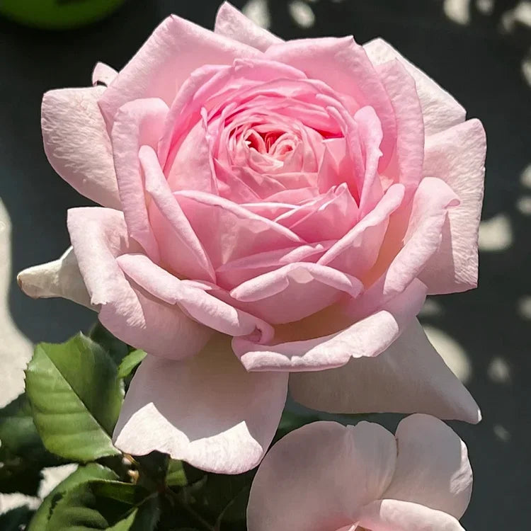 💙Sementes de Rosa Encantadora Azul✨
