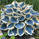 Sementes de Grama Ornamental Perene Coleus