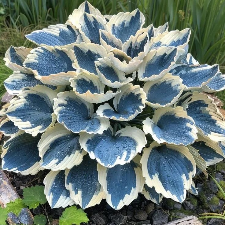 Sementes de Grama Ornamental Perene Coleus