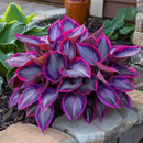 Sementes de Grama Ornamental Perene Coleus