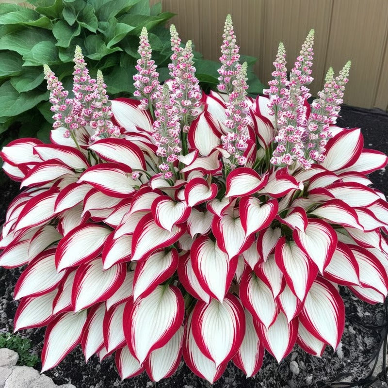 49% de desconto 🍃 Sementes de Hosta Rara 🌿