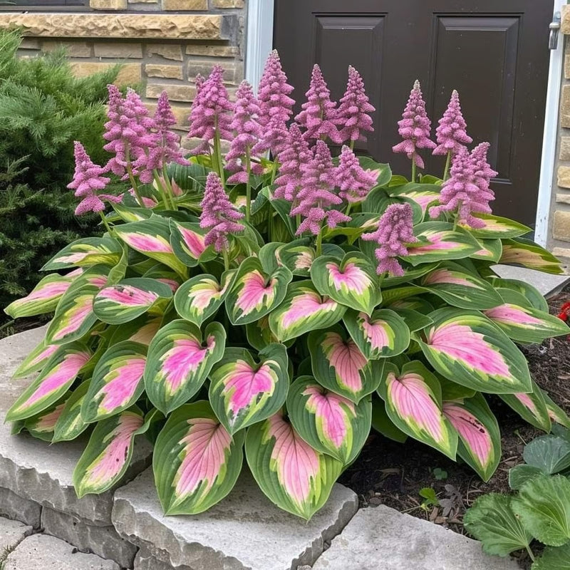 49% de desconto 🍃 Sementes de Hosta Rara 🌿