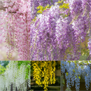 🌸Wisteria - A beleza em cascata do jardim o ano todo