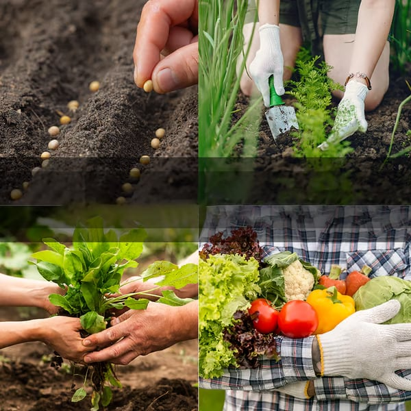 Kit de Cofre de Sementes de Vegetais | Pacote com 35 Variedades