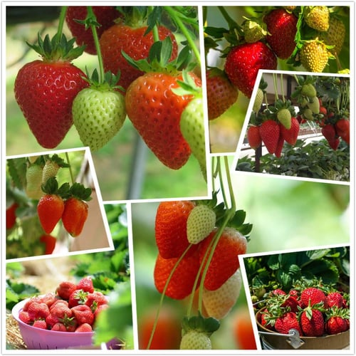 🔥🍓 Morango Cremosas