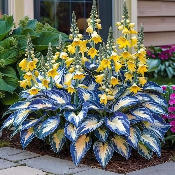 49% de desconto 🍃 Sementes de Hosta Rara 🌿