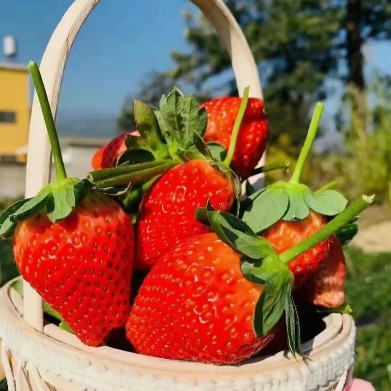 🔥🍓 Morango Cremosas