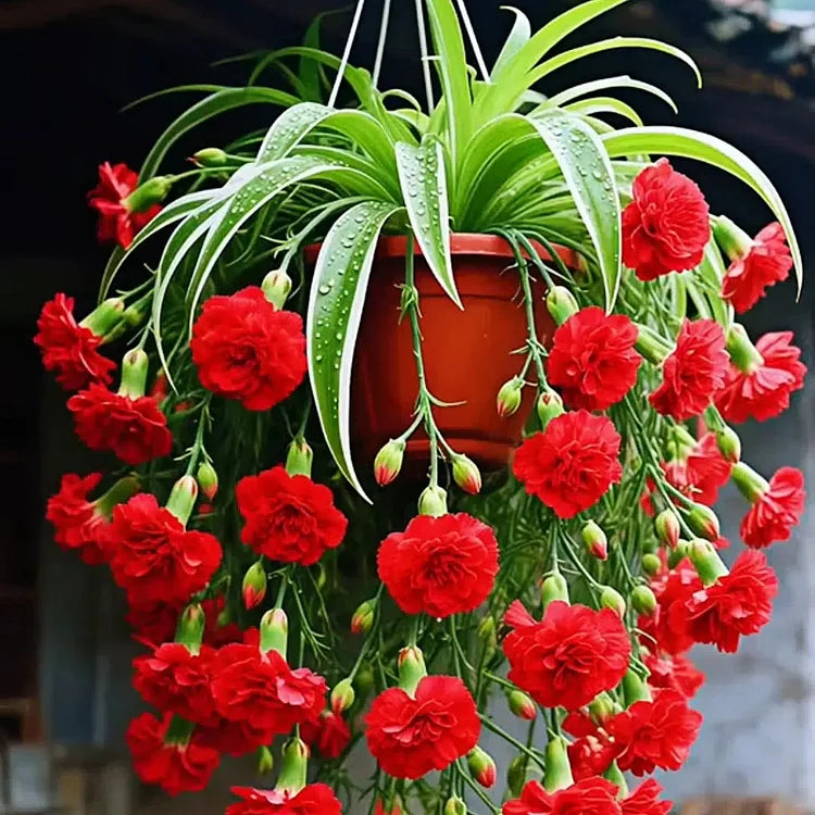 Sementes/Bulbos de Planta-Aranha Grand Bloom 💐 A Obra-Prima Suspensa da Natureza em Cor e Graça