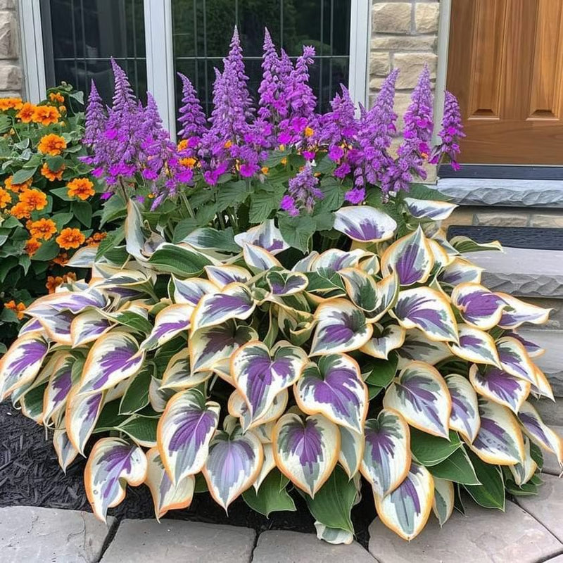 49% de desconto 🍃 Sementes de Hosta Rara 🌿