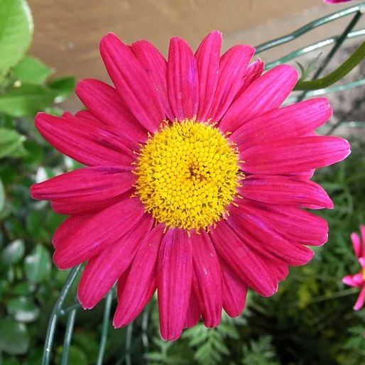 Sementes de margarida de piretro