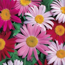 Sementes de margarida de piretro